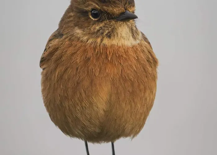 Duemmerliebe Mit Garten, 10 Min. Fusslaeufig Zum *